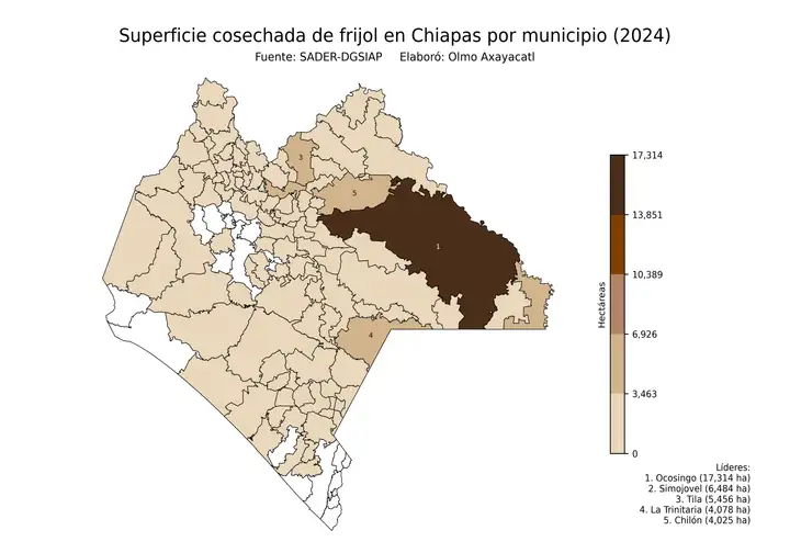 Superficie cosechada de frijol en Chiapas por municipio