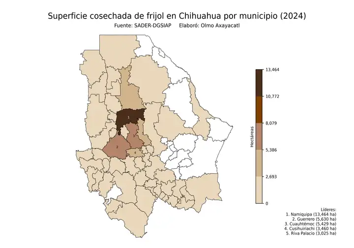 Superficie cosechada de frijol en Chihuahua por municipio