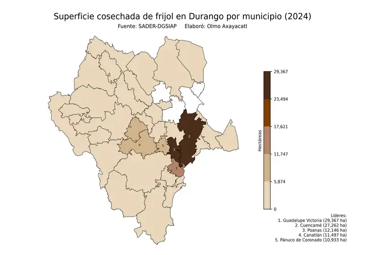 Superficie cosechada de frijol en Durango por municipio