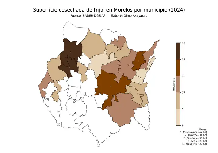 Superficie cosechada de frijol en Morelos por municipio