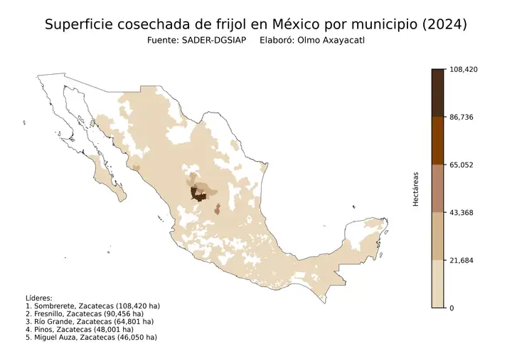 Superficie cosechada de frijol en México por municipio