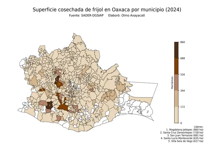 Superficie cosechada de frijol en Oaxaca por municipio