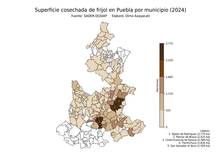 Superficie cosechada de frijol en Puebla por municipio