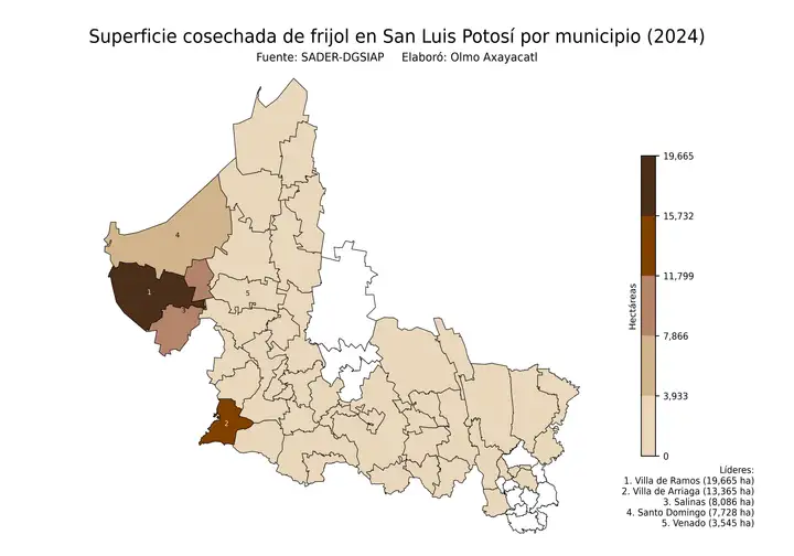 Superficie cosechada de frijol en San Luis Potosí por municipio