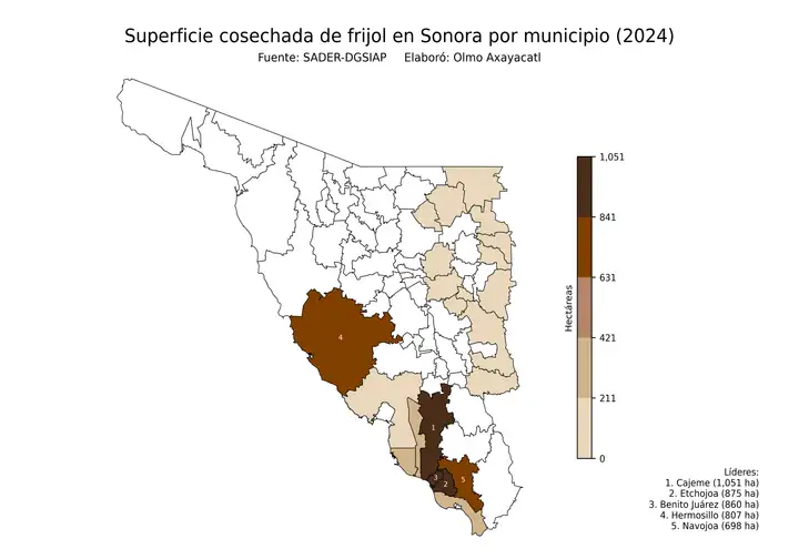 Superficie cosechada de frijol en Sonora por municipio