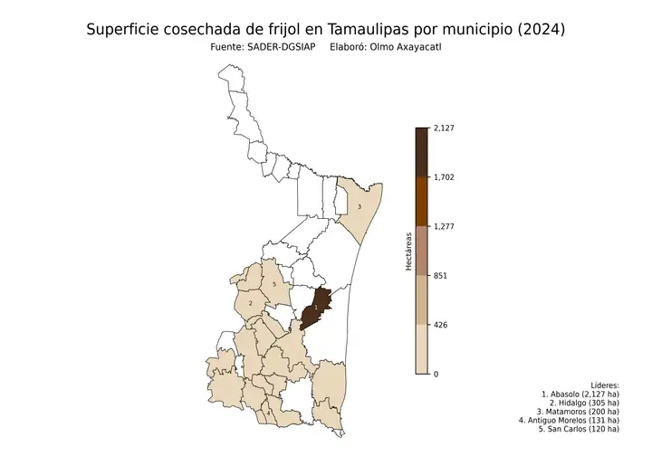 Superficie cosechada de frijol en Tamaulipas por municipio
