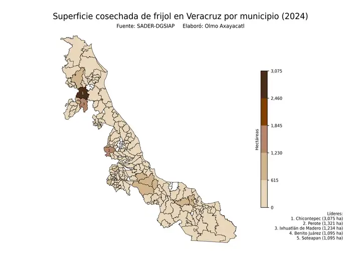 Superficie cosechada de frijol en Veracruz por municipio