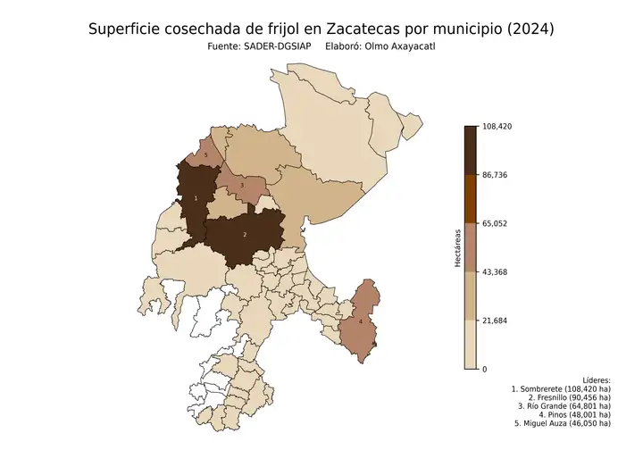 Superficie cosechada de frijol en Zacatecas por municipio