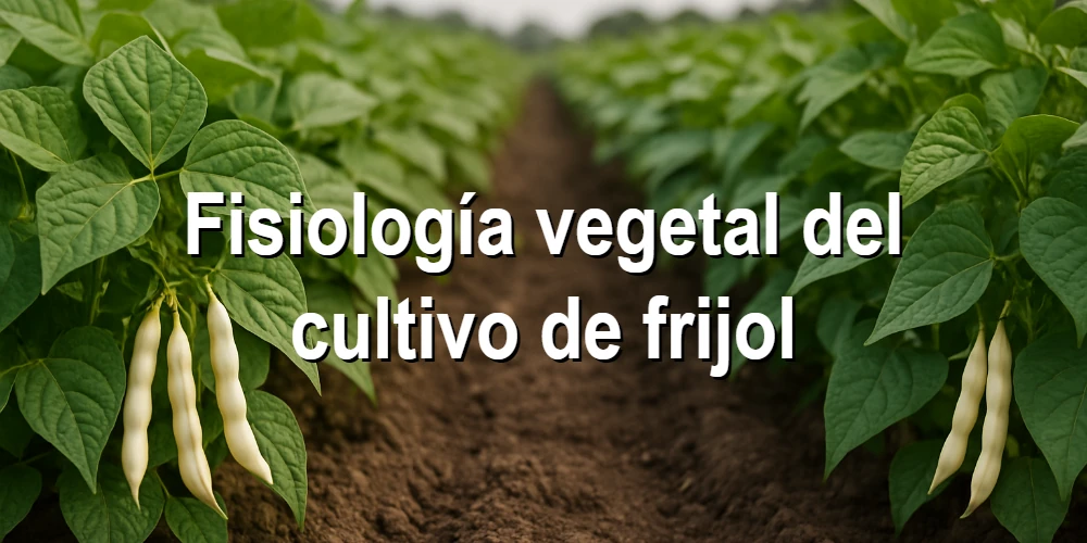 Fisiología vegetal del cultivo de frijol