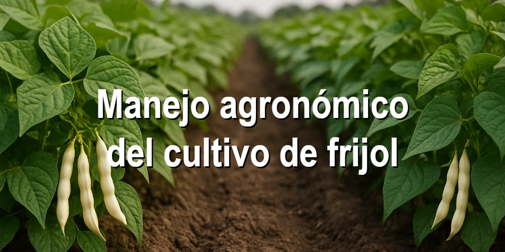 Manejo agronómico del cultivo de frijol